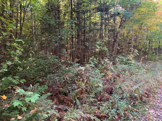 0 Sugar Bush Road Property Photo 2