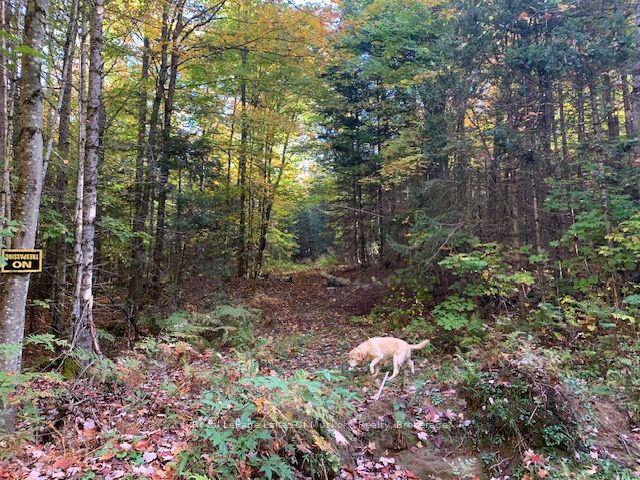 0 Sugar Bush Road Property Photo 3
