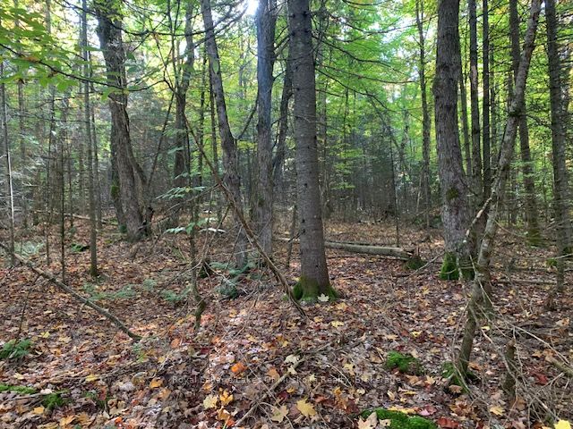 0 Sugar Bush Road Property Photo 4