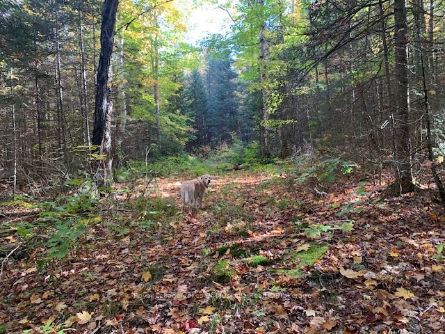 0 Sugar Bush Road Property Photo 5