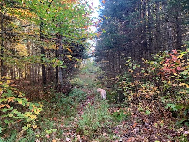 0 Sugar Bush Road Property Photo 6