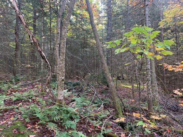 0 Sugar Bush Road Property Photo 8