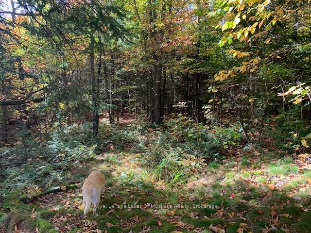 0 Sugar Bush Road Property Photo 17