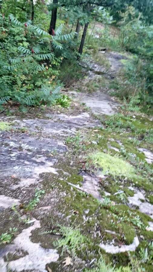 Lot 137 Beech Road Allowance Property Photo 7
