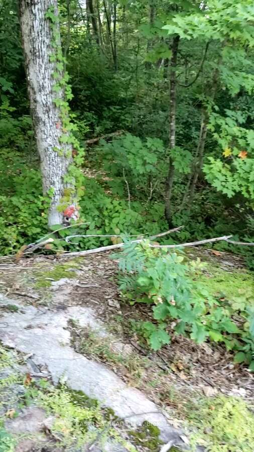 Lot 137 Beech Road Allowance Property Photo 8