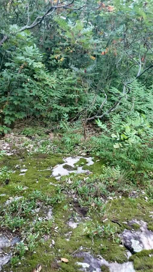 Lot 137 Beech Road Allowance Property Photo 10