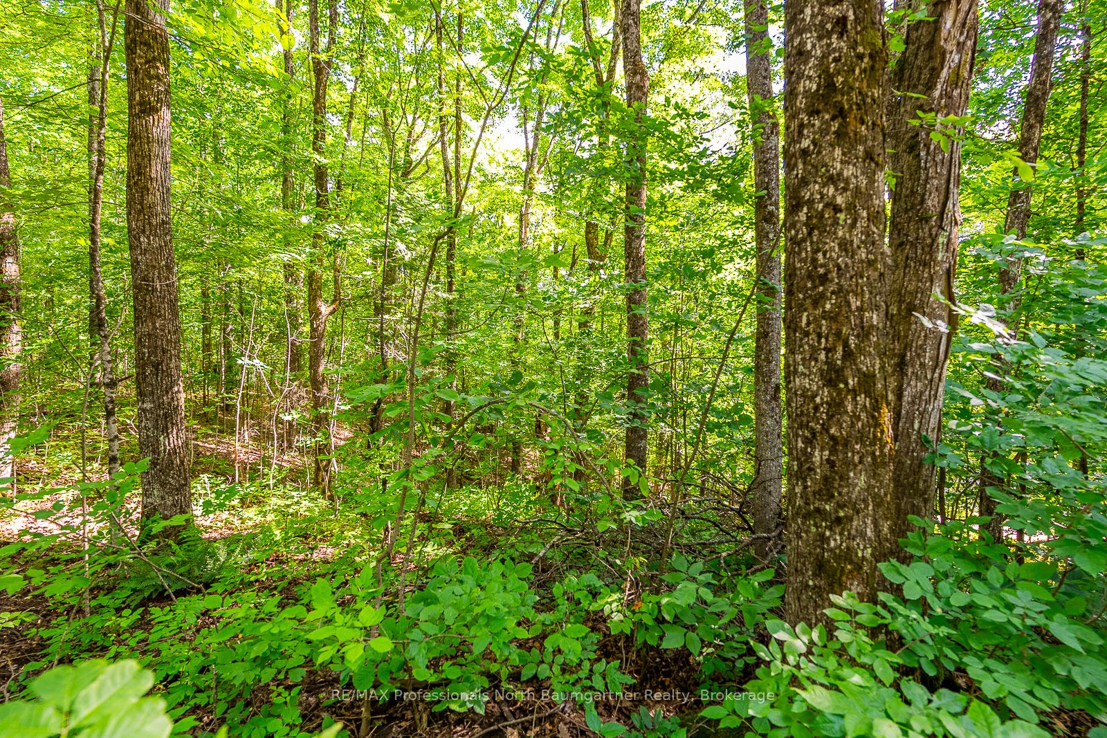 Lt 51 Wenona Lake Road Property Photo 5