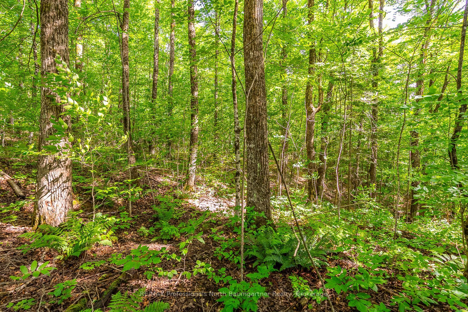 Lt 51 Wenona Lake Road Property Photo 6