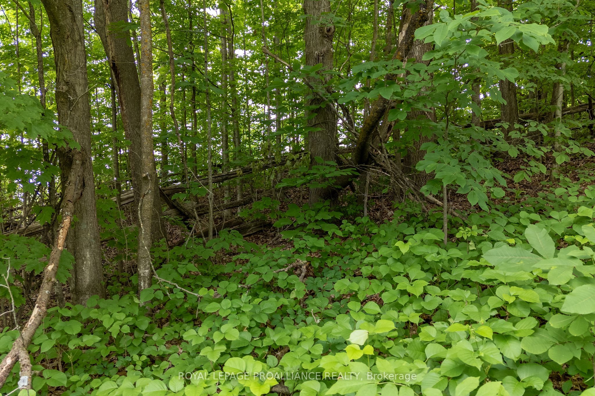 5035 Blessington Road Property Photo 14