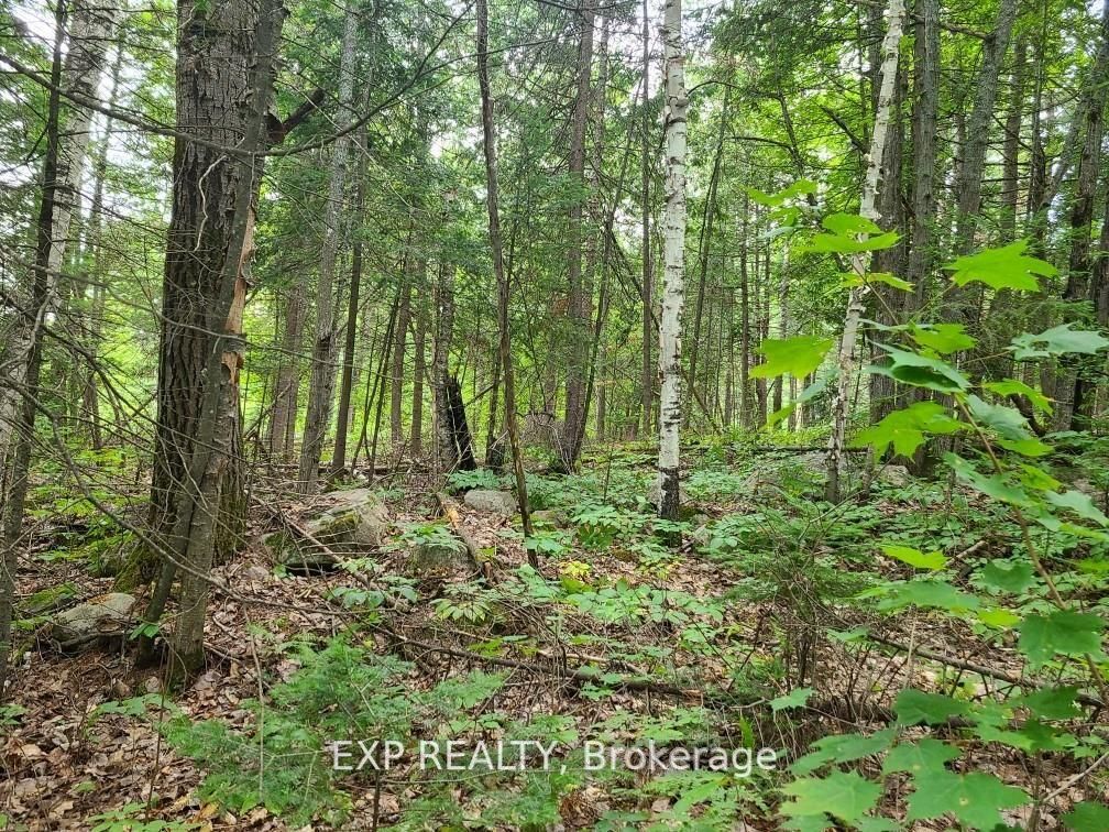 20 Peplinski Homestead Rd Property Photo 2