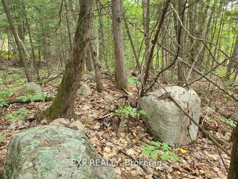 20 Peplinski Homestead Rd Property Photo 6