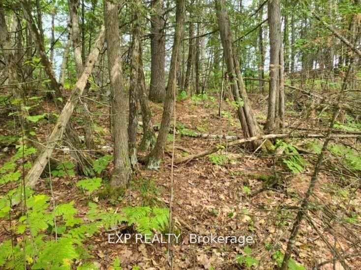 20 Peplinski Homestead Rd Property Photo 8
