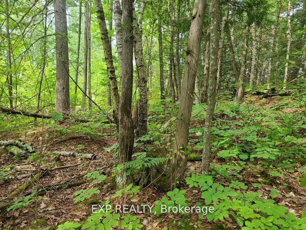 20 Peplinski Homestead Rd Property Photo 11