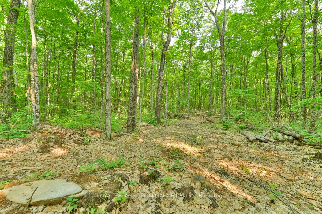 1971 Gull Lake Estates Ln Property Photo 25
