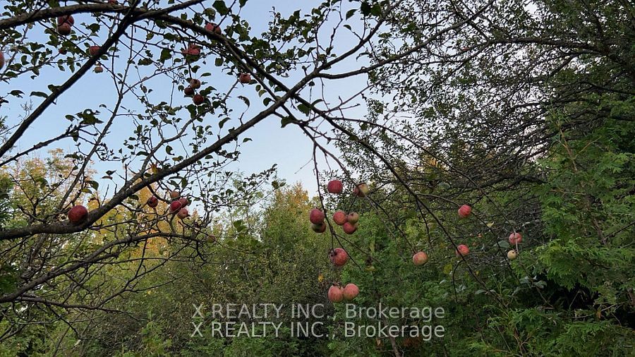 154 Brimley Road S Property Photo 10