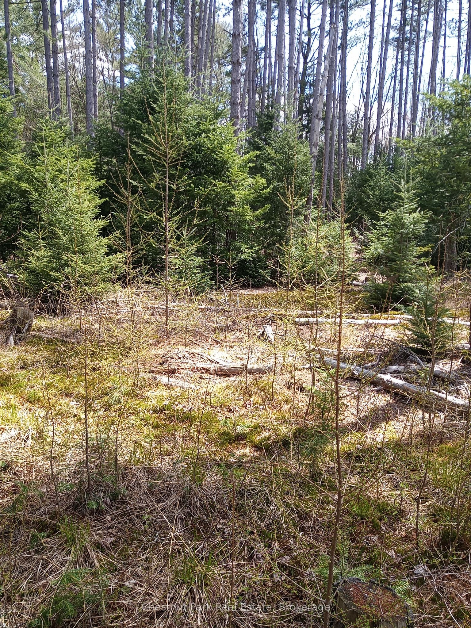 0 Cardwell Lake Road Property Photo 9