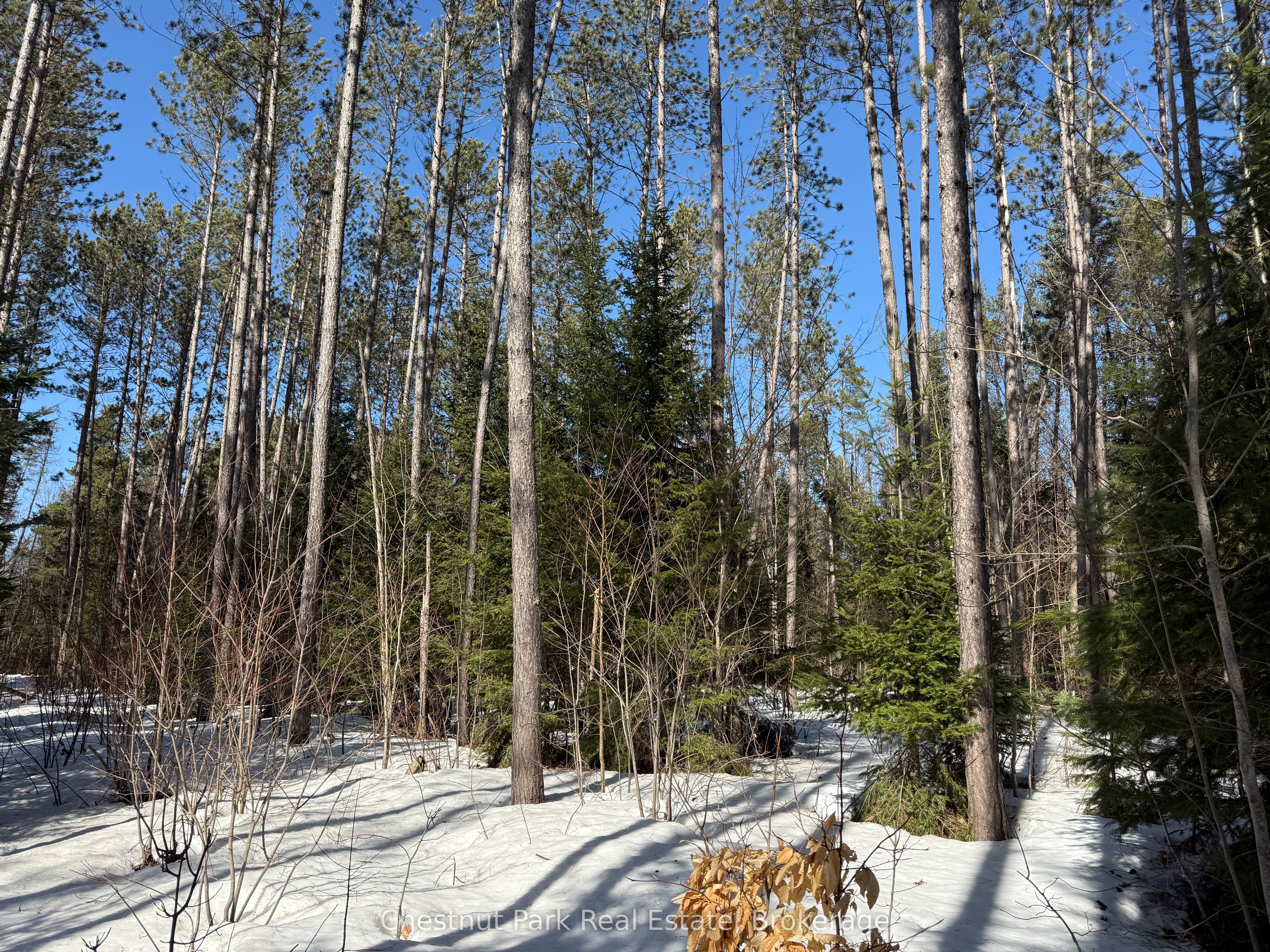 0 Cardwell Lake Road Property Photo 19