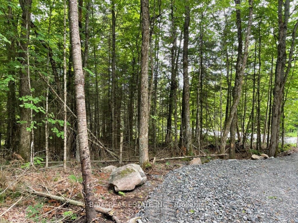 1350 Haliburton Lake Rd Property Photo 6