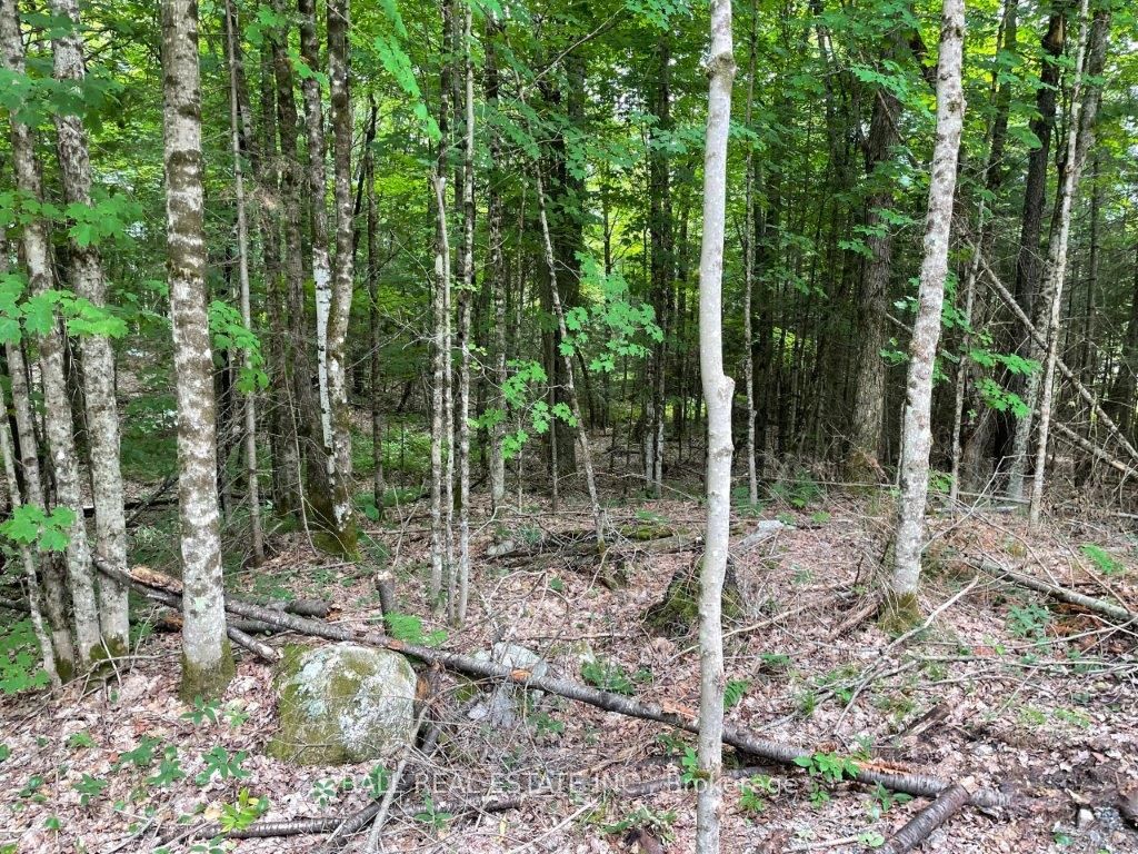 1350 Haliburton Lake Rd Property Photo 7