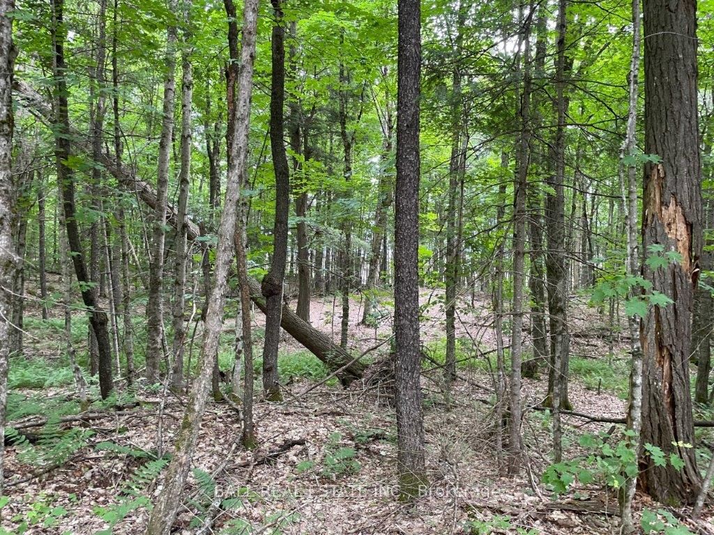 1350 Haliburton Lake Rd Property Photo 8