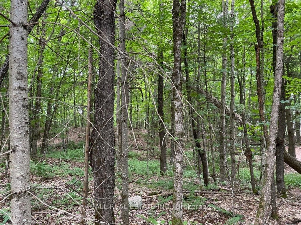 1350 Haliburton Lake Rd Property Photo 9