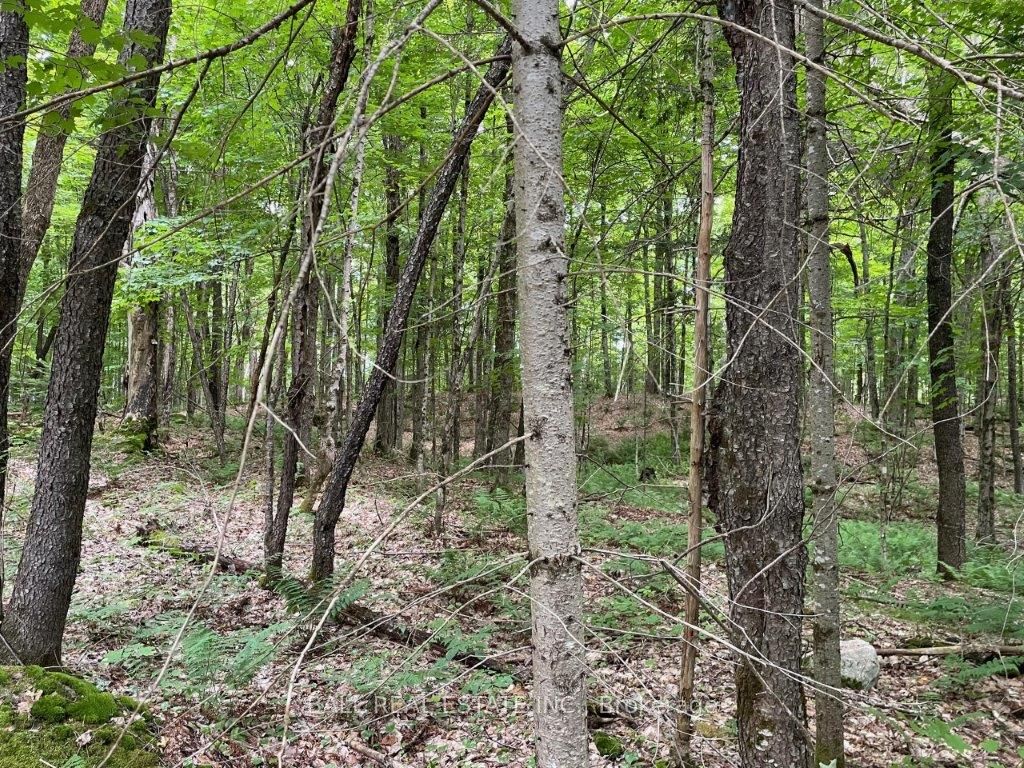 1350 Haliburton Lake Rd Property Photo 10