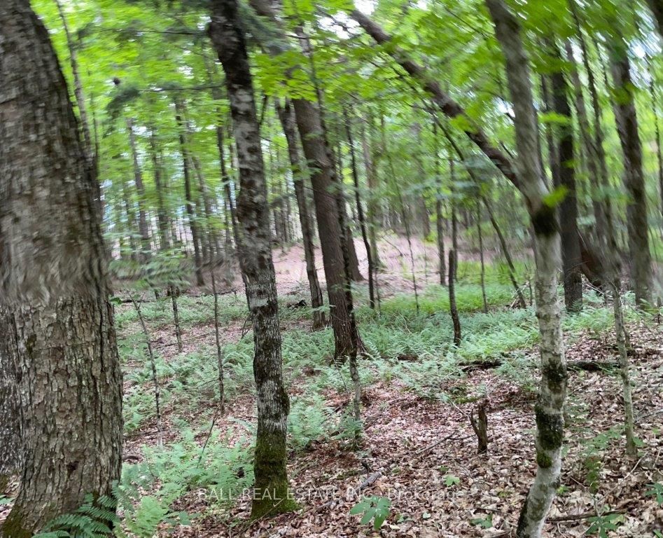 1350 Haliburton Lake Rd Property Photo 11