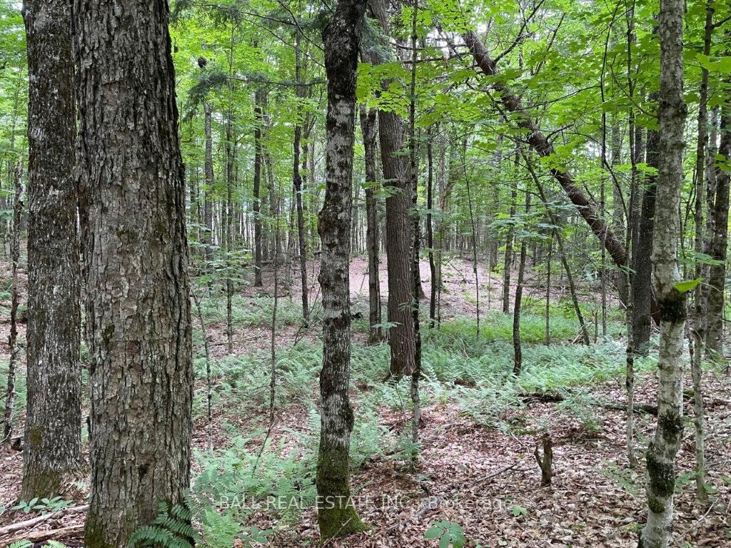 1350 Haliburton Lake Rd Property Photo 12