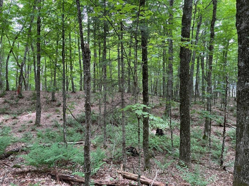 1350 Haliburton Lake Rd Property Photo 13