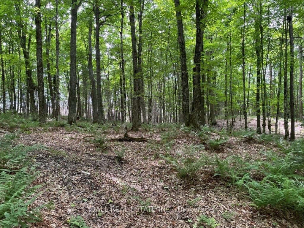 1350 Haliburton Lake Rd Property Photo 14