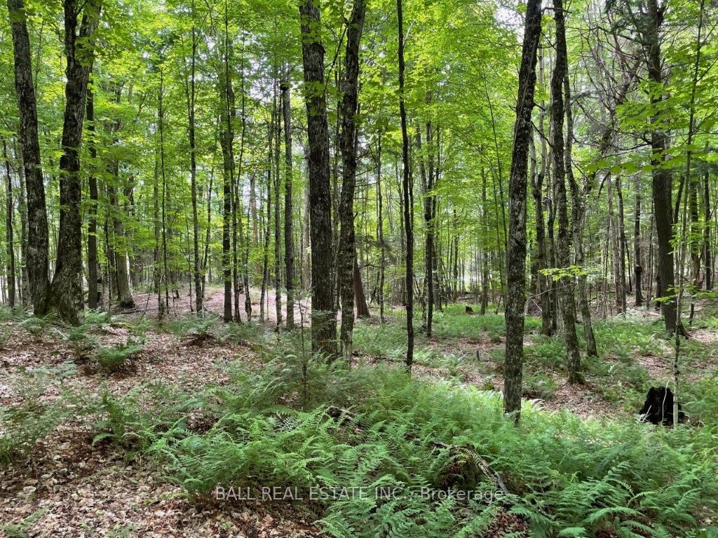 1350 Haliburton Lake Rd Property Photo 15