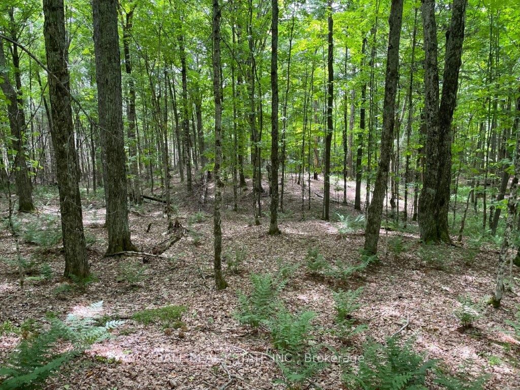 1350 Haliburton Lake Rd Property Photo 16