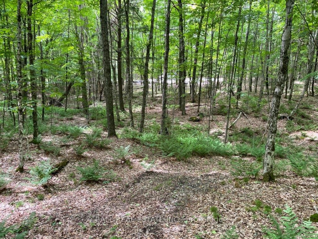 1350 Haliburton Lake Rd Property Photo 17