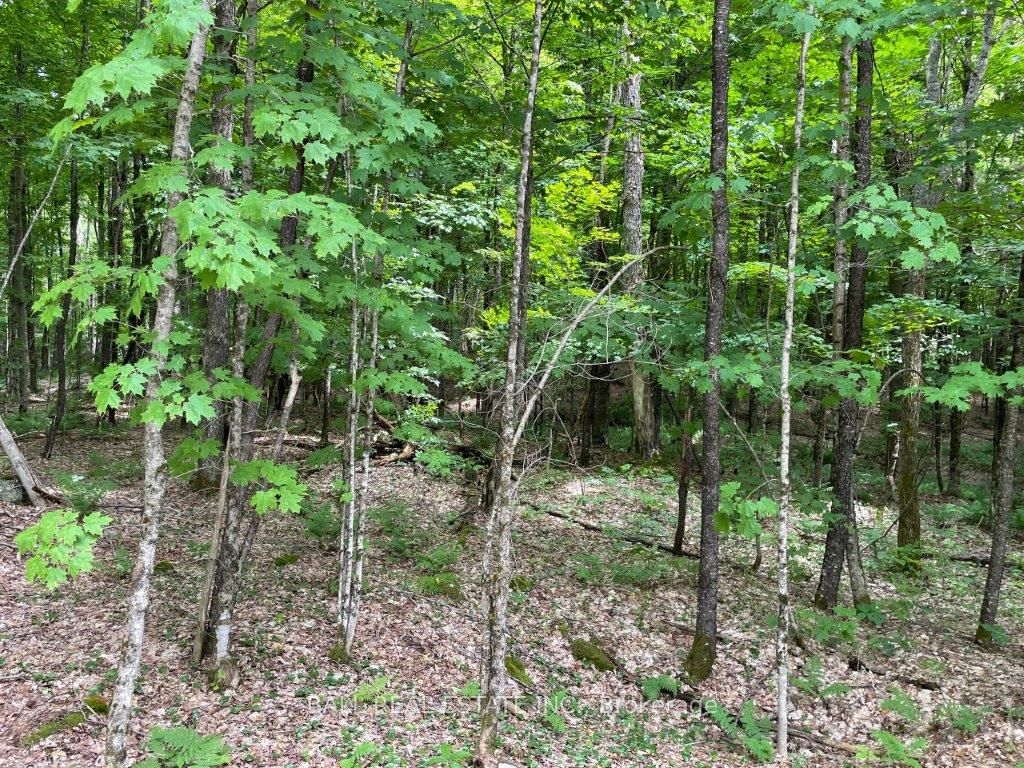 1350 Haliburton Lake Rd Property Photo 18