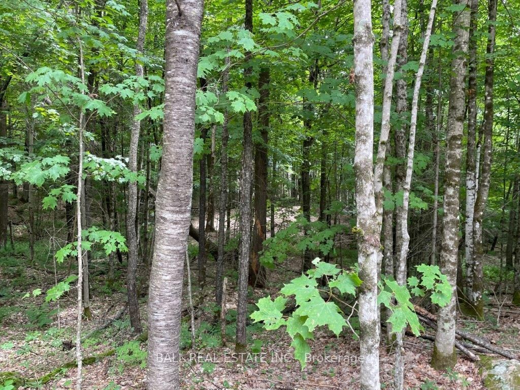 1350 Haliburton Lake Rd Property Photo 19