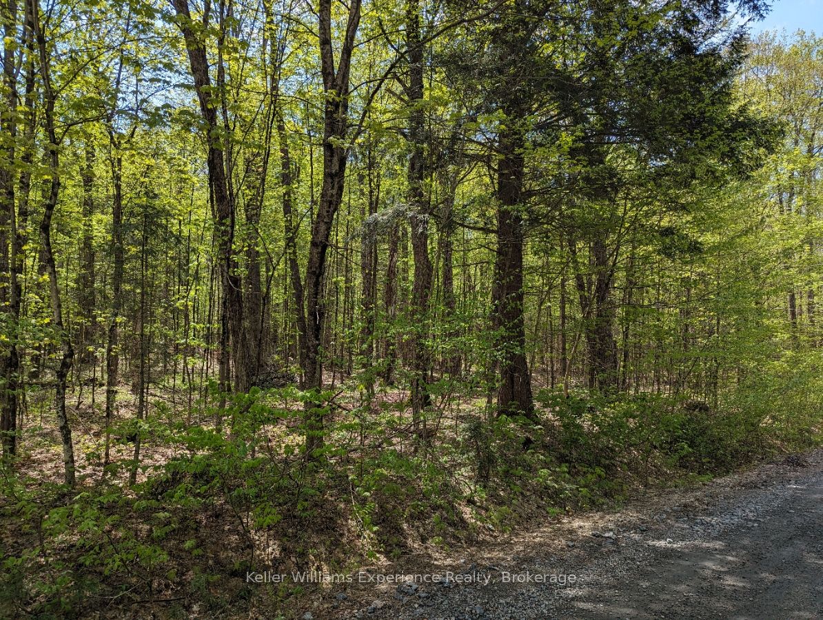0 Healey Lake Road Property Photo 4