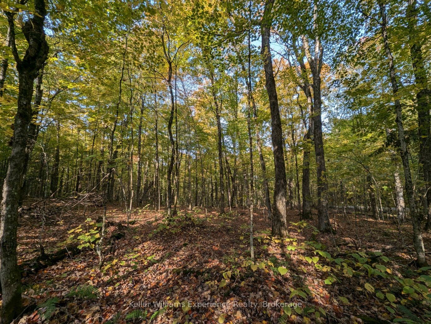 0 Healey Lake Road Property Photo 5
