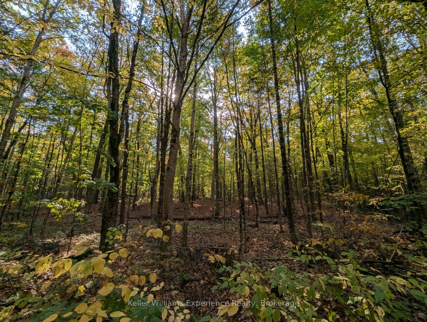 0 Healey Lake Road Property Photo 6