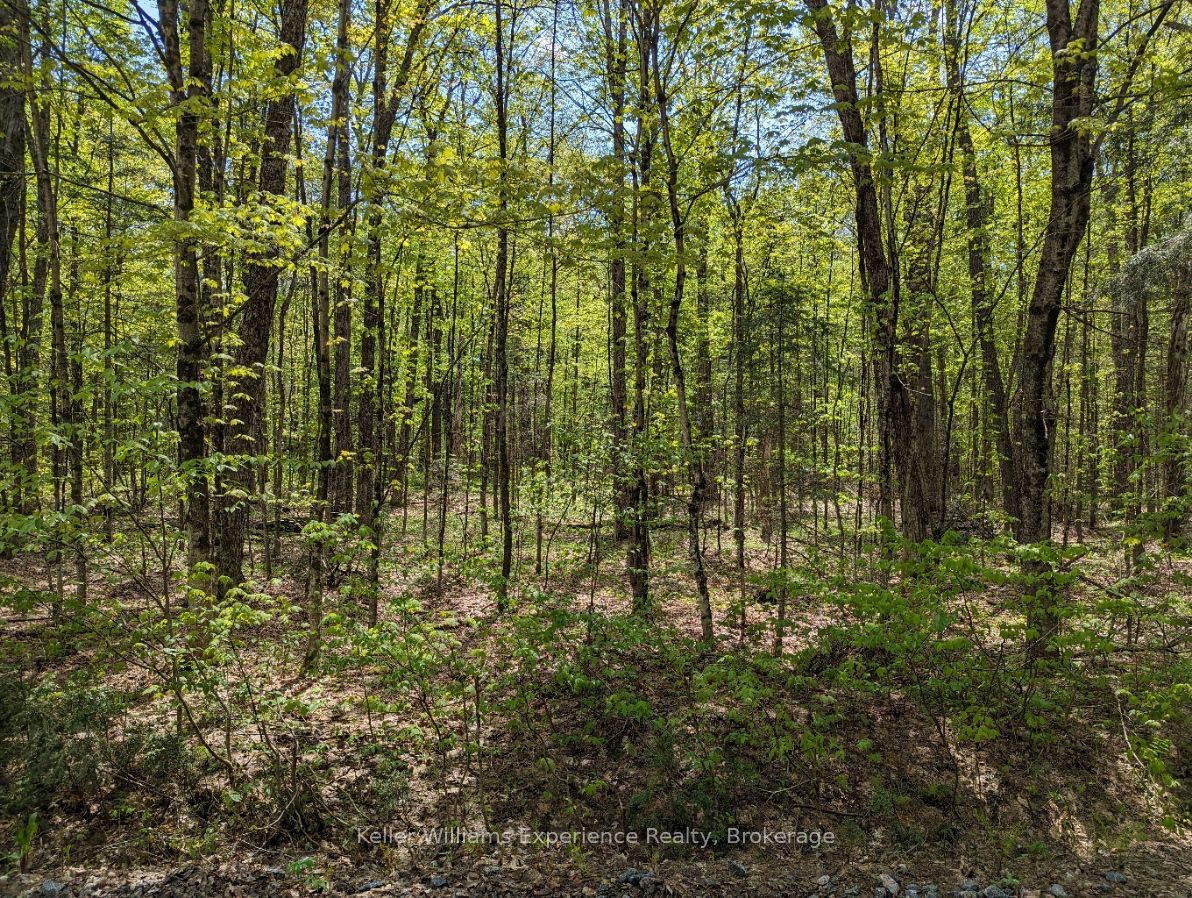 0 Healey Lake Road Property Photo 8