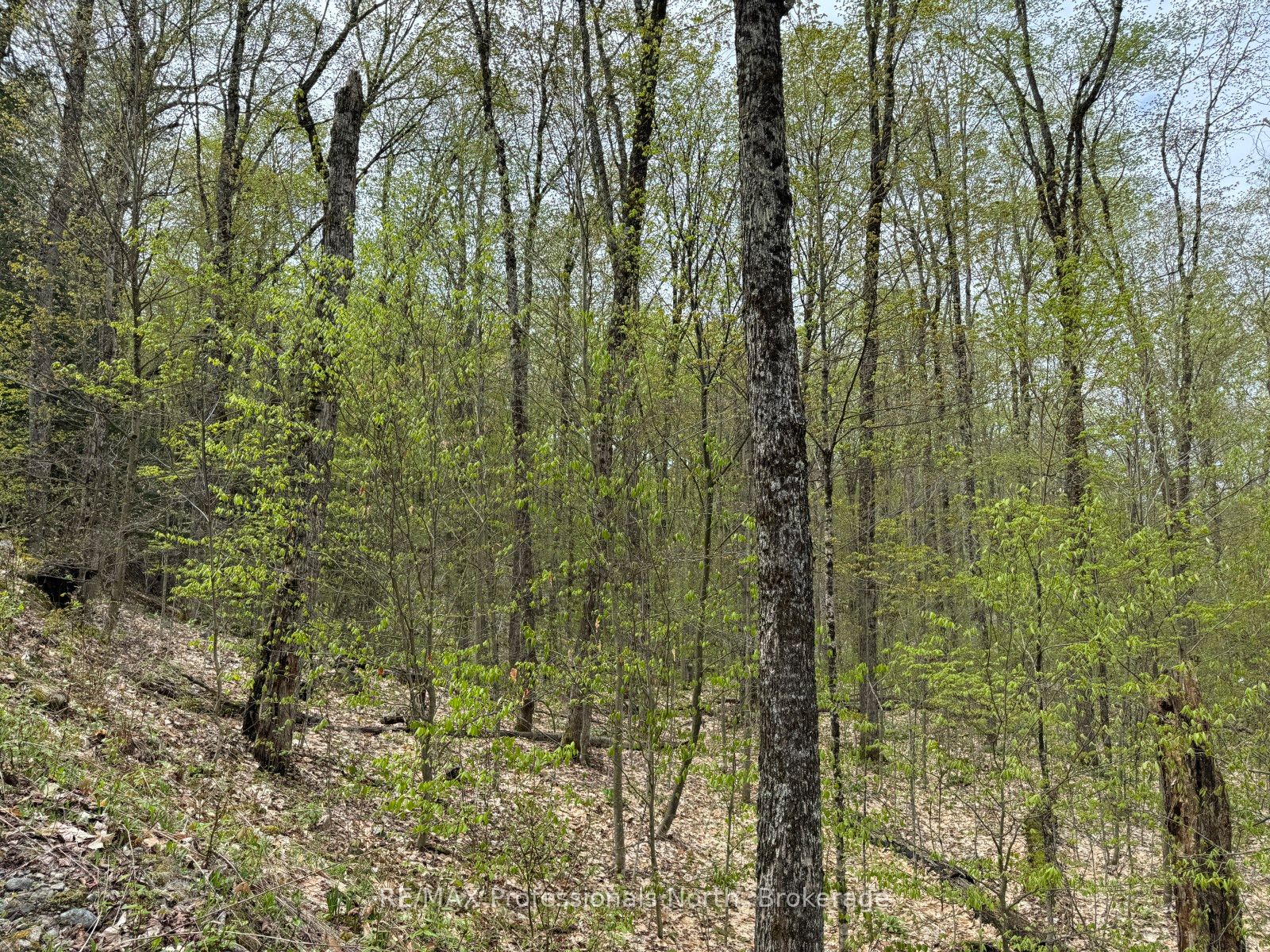 Lot 166 Glen Lake Court Property Photo 8