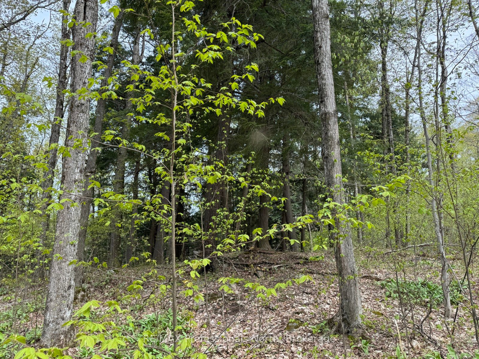 Lot 166 Glen Lake Court Property Photo 14