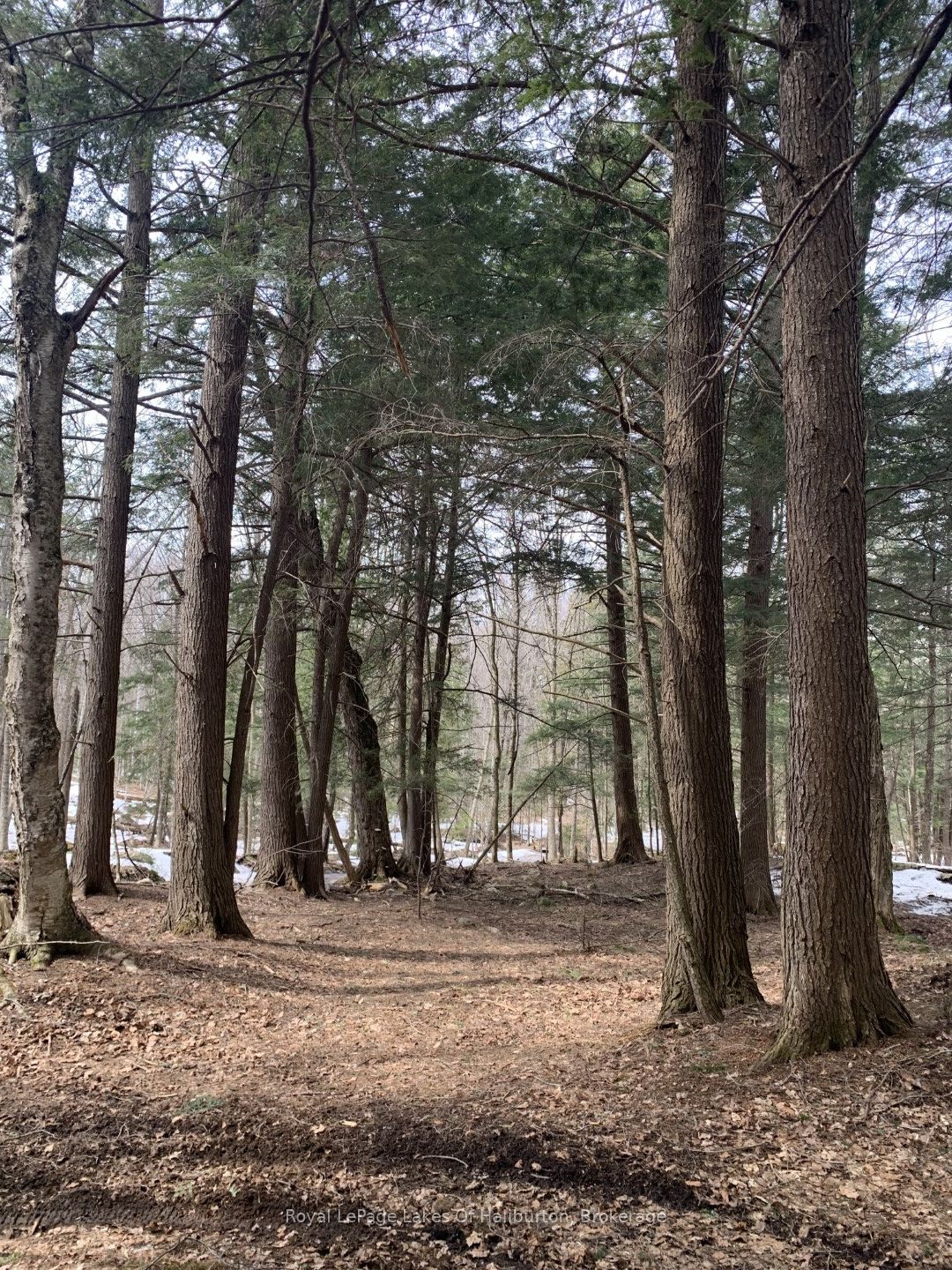 0 Kashagawigamog Lake Road Property Photo