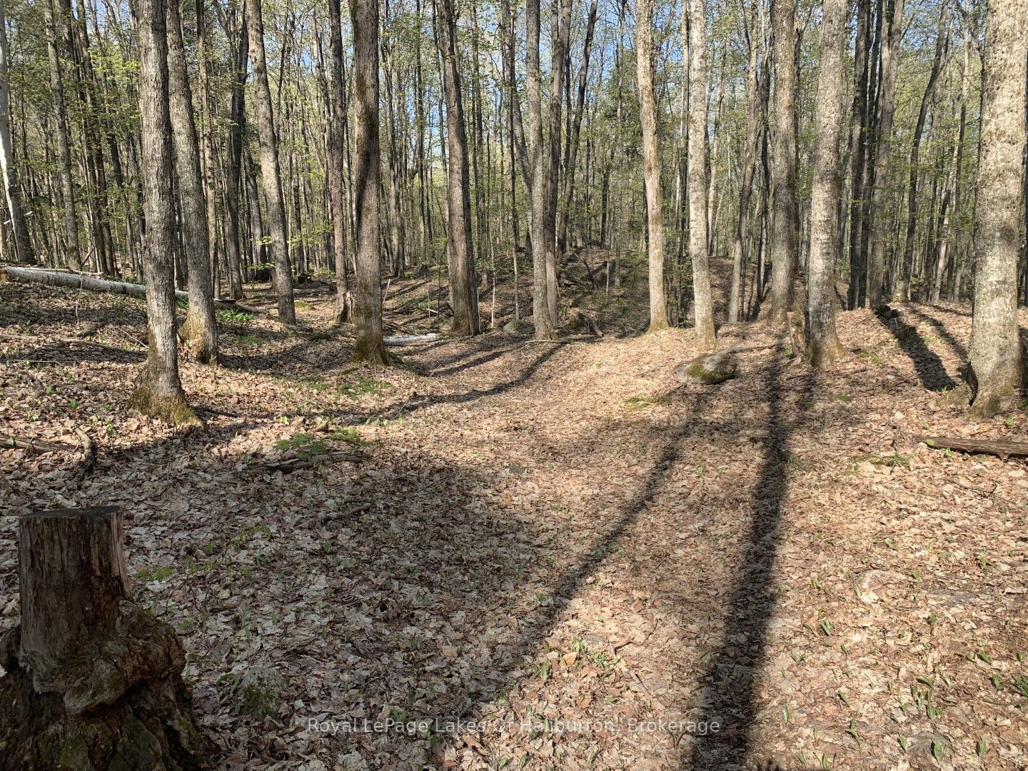 0 Kashagawigamog Lake Road Property Photo 2
