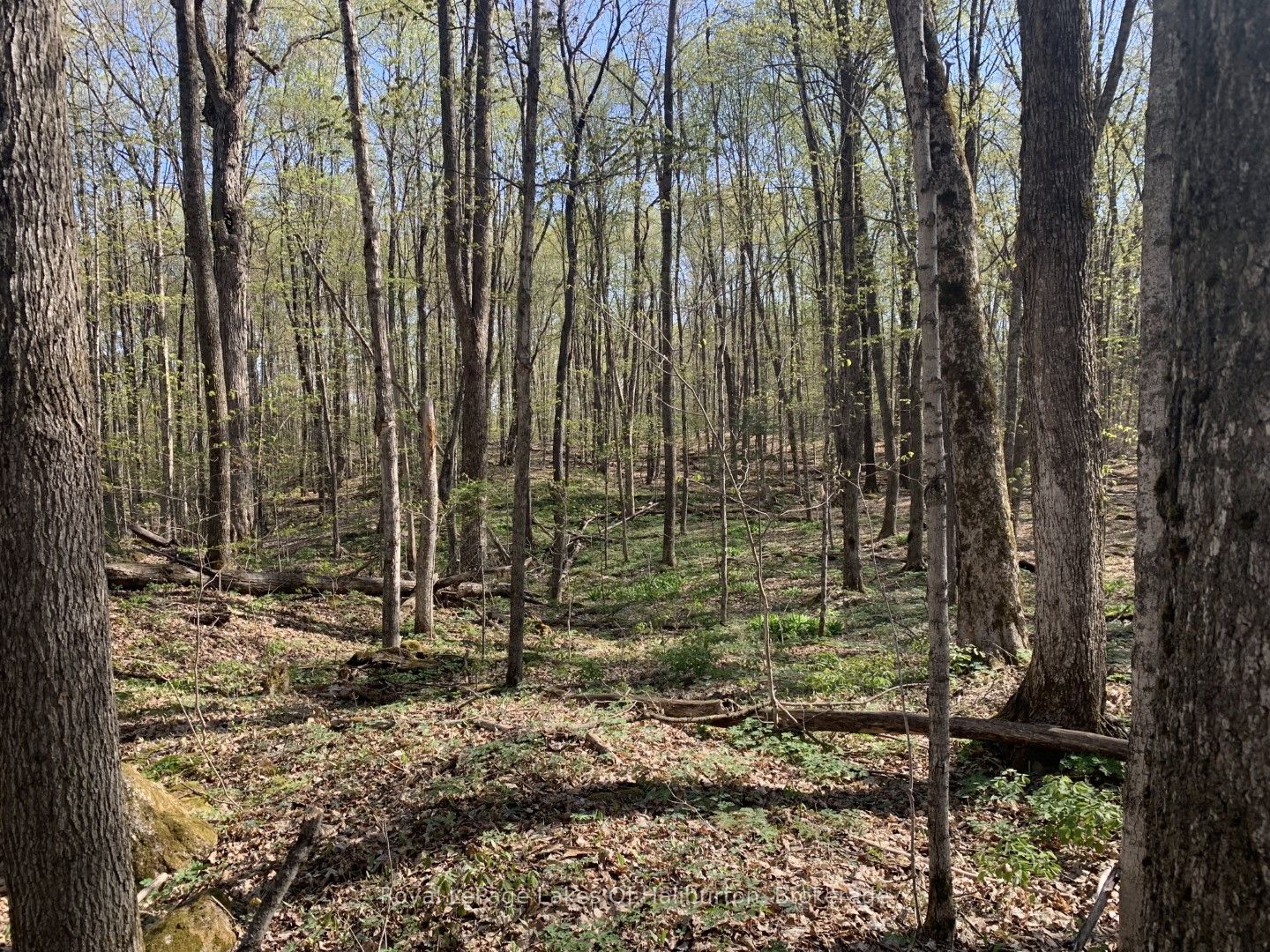 0 Kashagawigamog Lake Road Property Photo 4