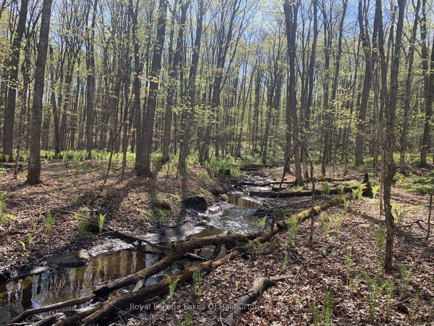 0 Kashagawigamog Lake Road Property Photo 6