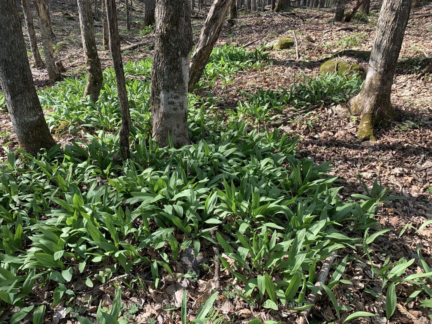 0 Kashagawigamog Lake Road Property Photo 8