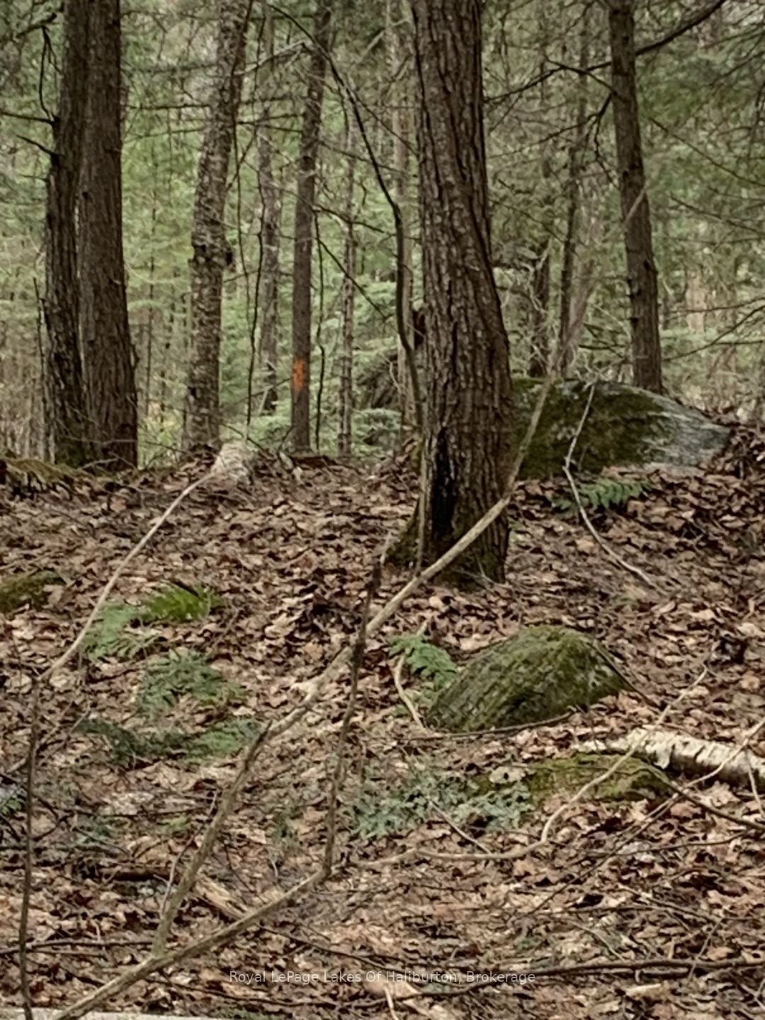0 Kashagawigamog Lake Road Property Photo 17