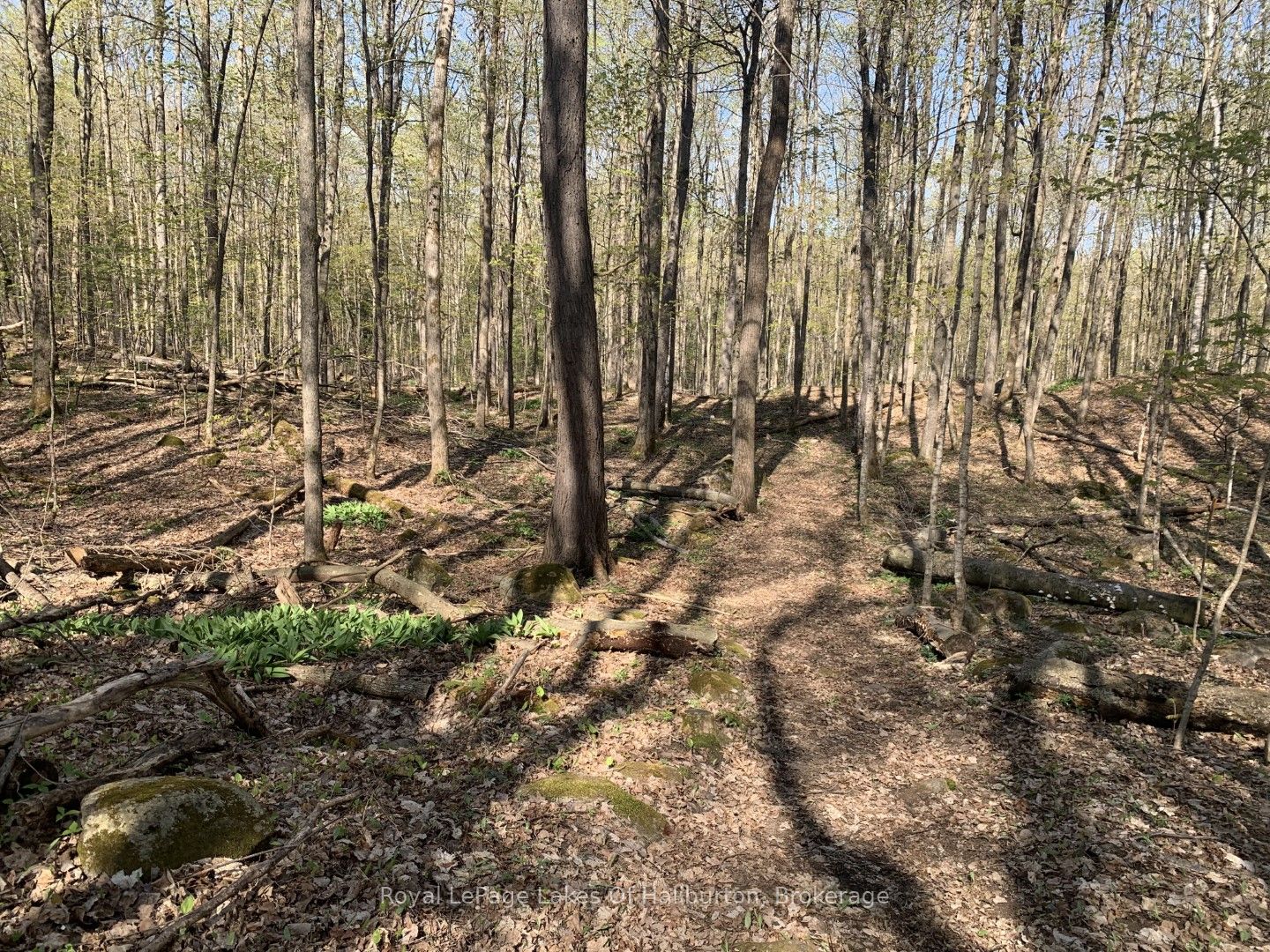 0 Kashagawigamog Lake Road Property Photo 20