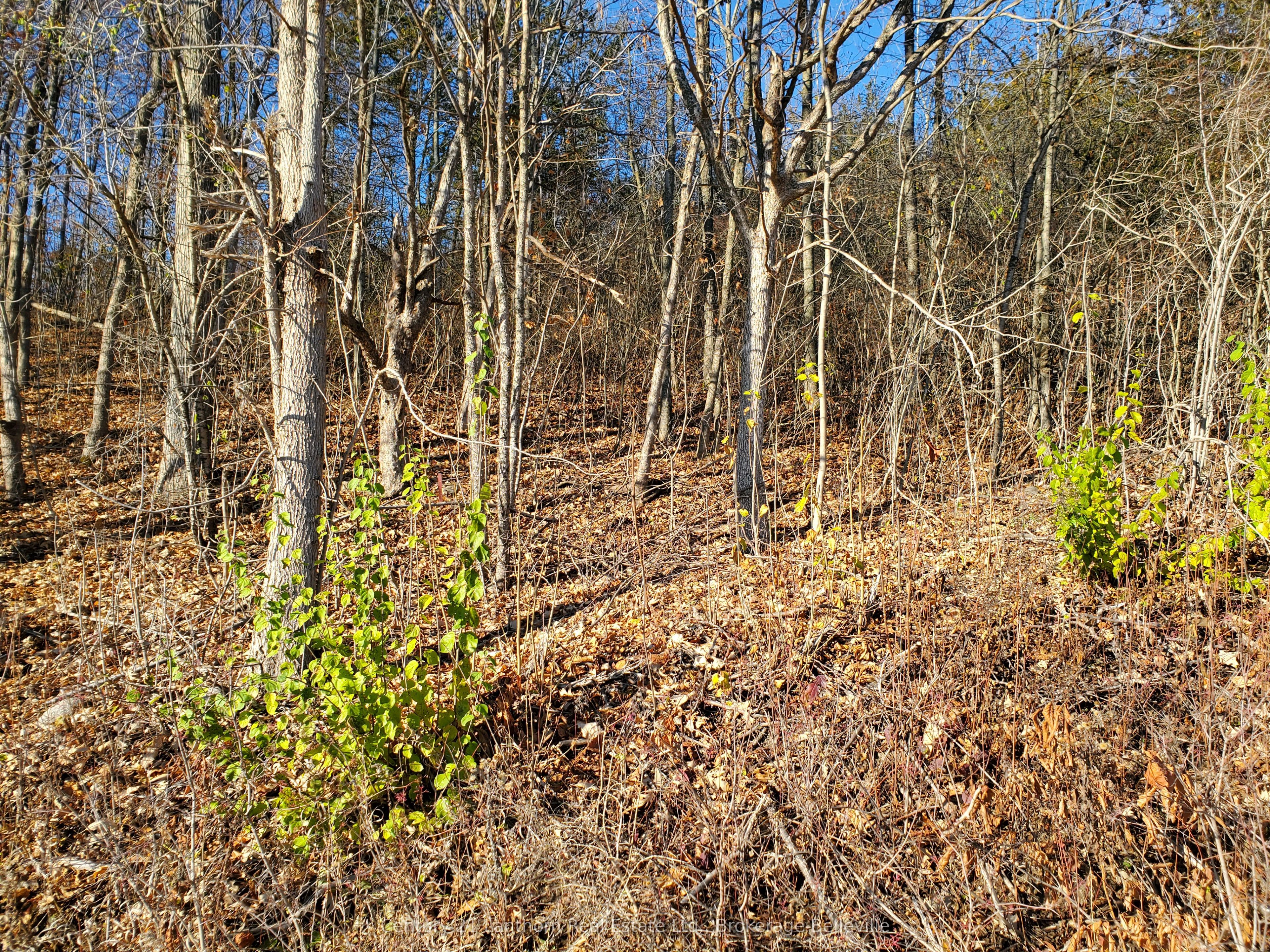 0 Devils Valley Road Property Photo 30