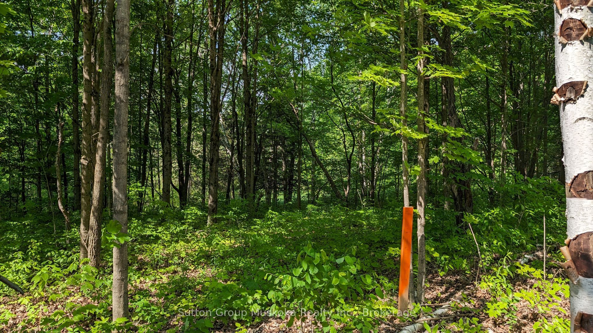 Lot 2 Tally-ho Winter Park Road Property Photo 6